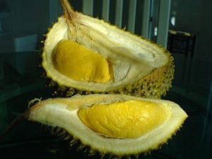 goa musang king
