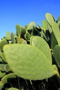 nopal haqeem